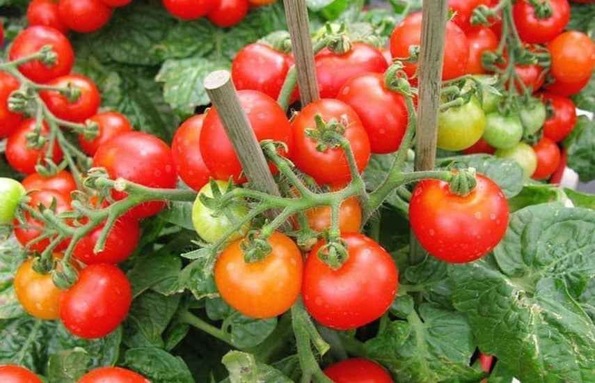 Бор для улучшения завязи томатов: секреты успешного урожая