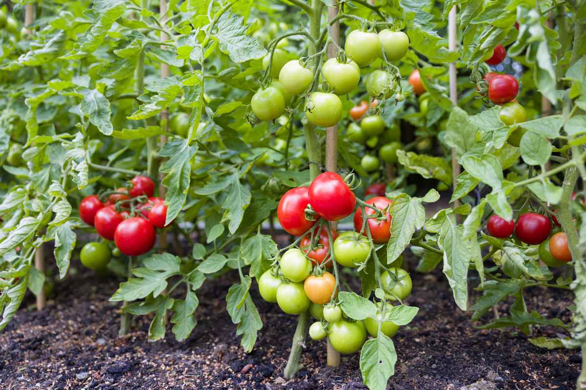 Когда нужно начинать опрыскивать помидоры от фитофторы: советы и рекомендации