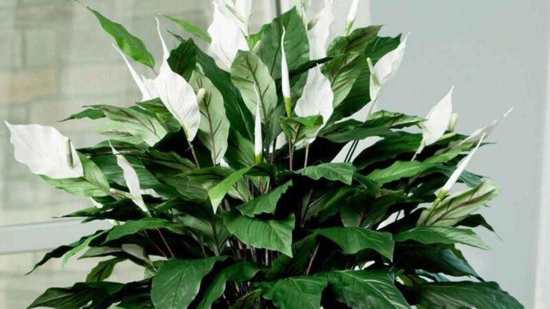 Как вырастить спатифиллум с большими листьями: советы и секреты