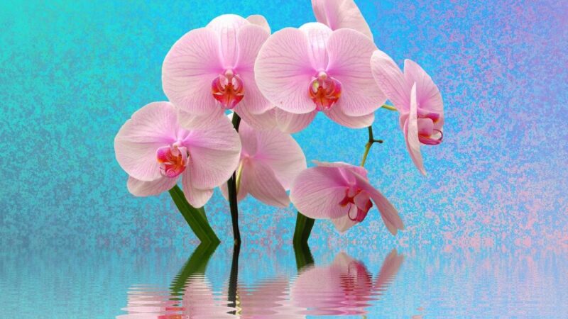Стимуляция цветоносов орхидеи с помощью льда: оригинальный метод для пышного цветения