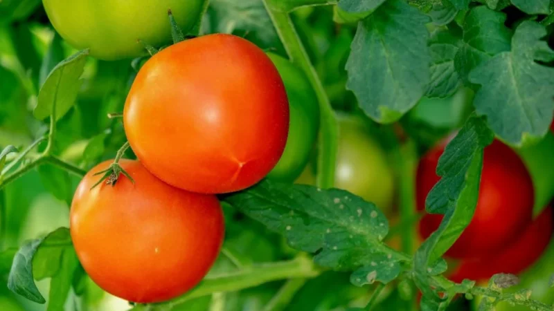 Борьба с фитофторой на томатах: эффективные методы и советы