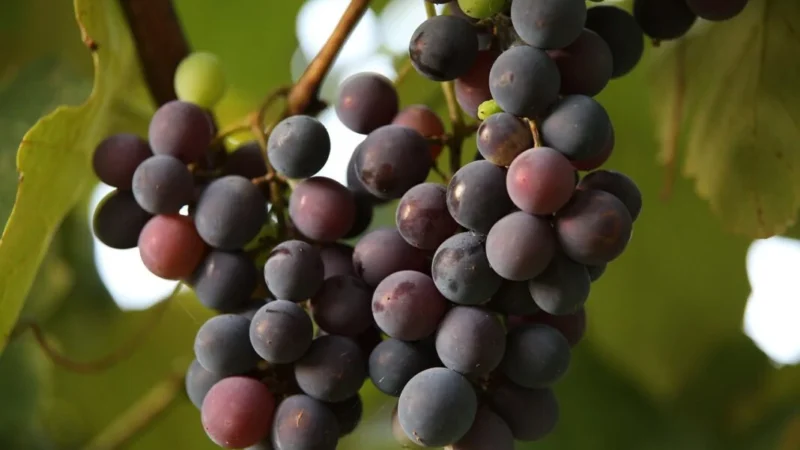 Чем лучше подкармливать виноград в июле