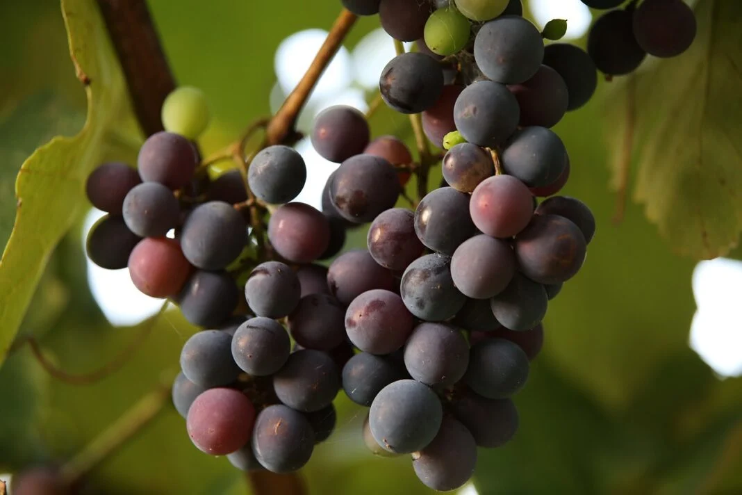 Чем лучше подкармливать виноград в июле