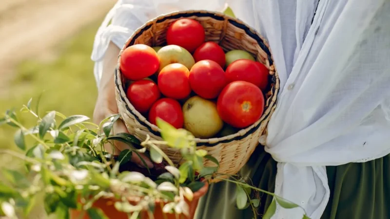Как вырастить здоровые огурцы и помидоры: советы и рекомендации