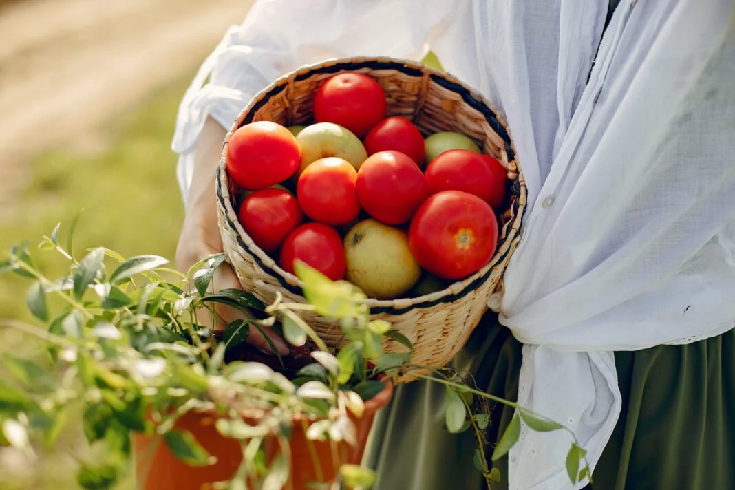 Как вырастить здоровые огурцы и помидоры: советы и рекомендации
