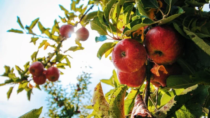 Обрезка яблони летом: зачем она нужна и как правильно это делать