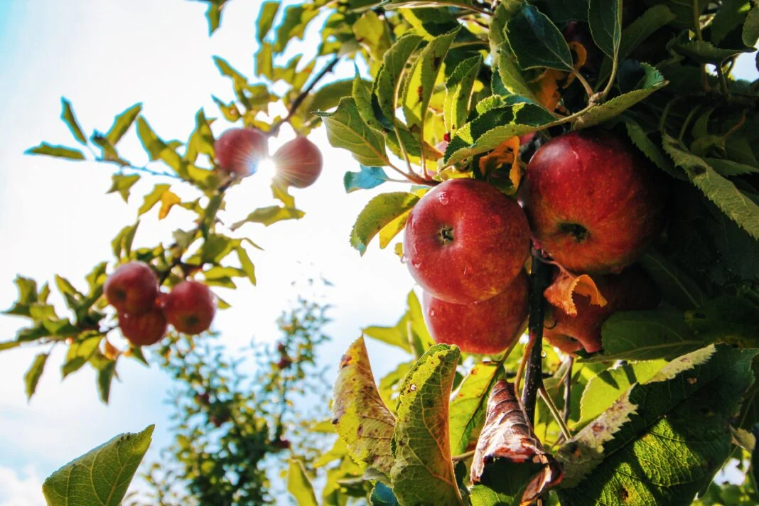 Обрезка яблони летом: зачем она нужна и как правильно это делать