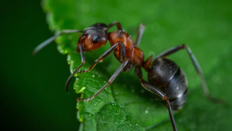 Эффективные способы избавиться от муравьёв в огороде