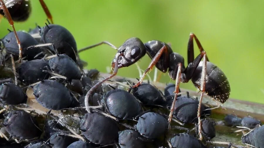 Эффективные способы избавиться от муравьёв в огороде