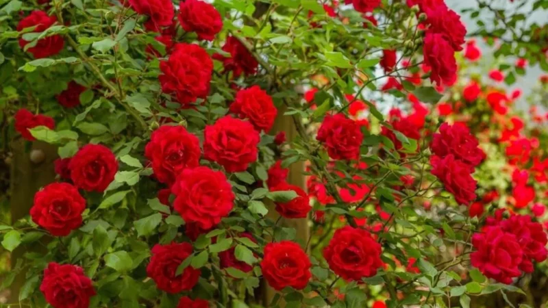 Секреты пышного цветения роз в июле: лучшие рецепты подкормки