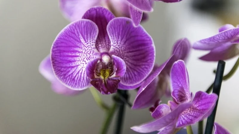 Как спасти орхидею, когда она засыхает: советы и рекомендации