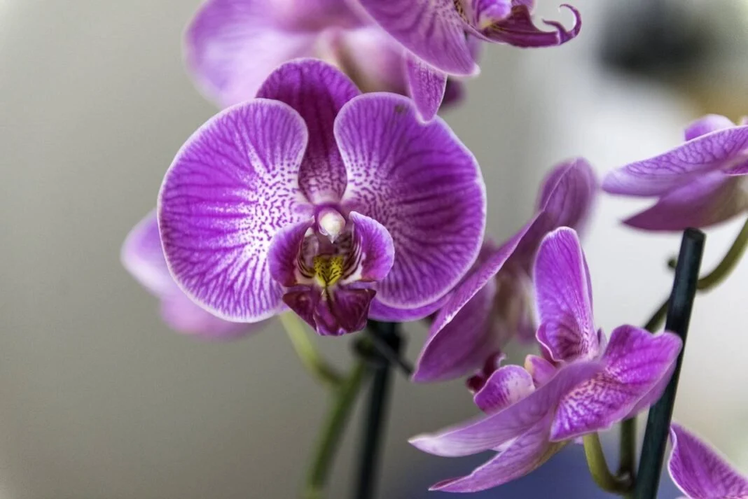Как спасти орхидею, когда она засыхает: советы и рекомендации