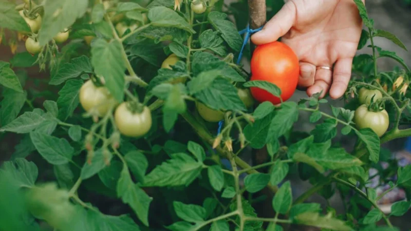 Чем подкормить томаты в период цветения: оригинальные идеи для обильного урожая