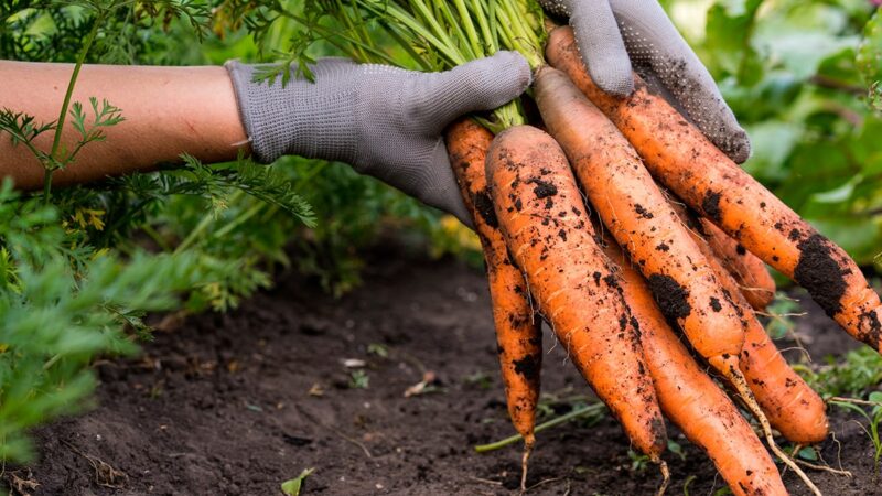 График подкормки моркови: создайте богатый урожай с помощью правильного ухода!