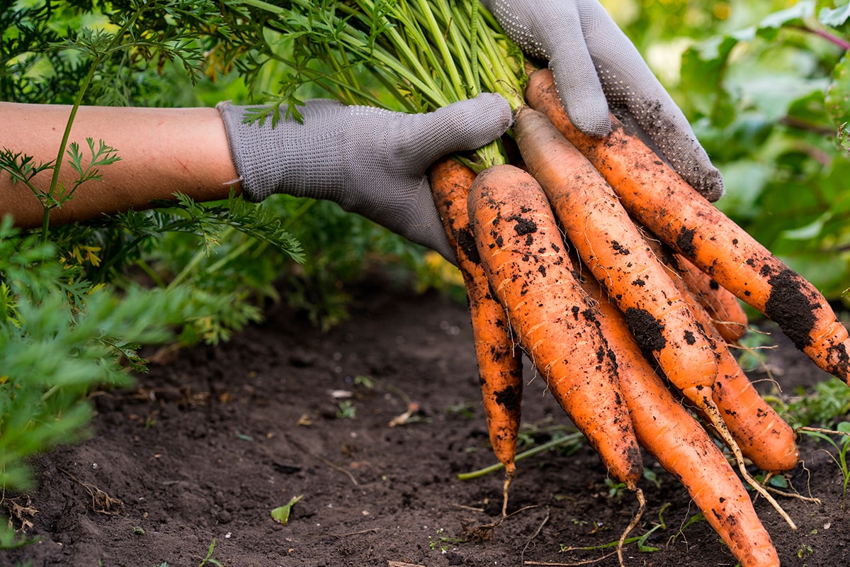 График подкормки моркови: создайте богатый урожай с помощью правильного ухода!
