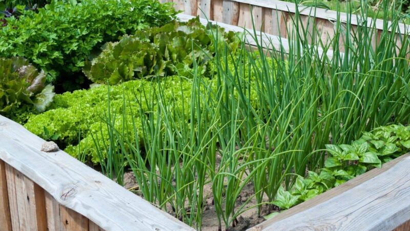 Что посадить рядом с луком: идеальное соседство для вашего огорода