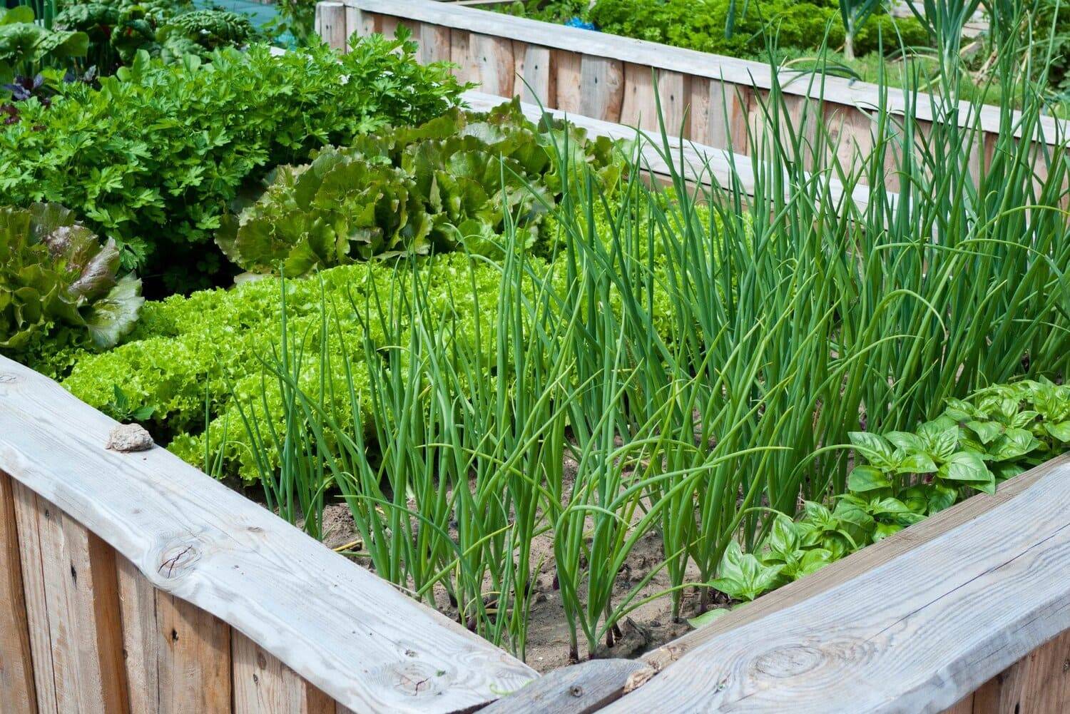 Что посадить рядом с луком: идеальное соседство для вашего огорода