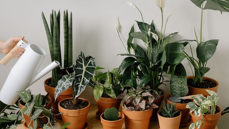 Когда лучше пересаживать комнатные растения, чтобы они хорошо прижились на новом месте?