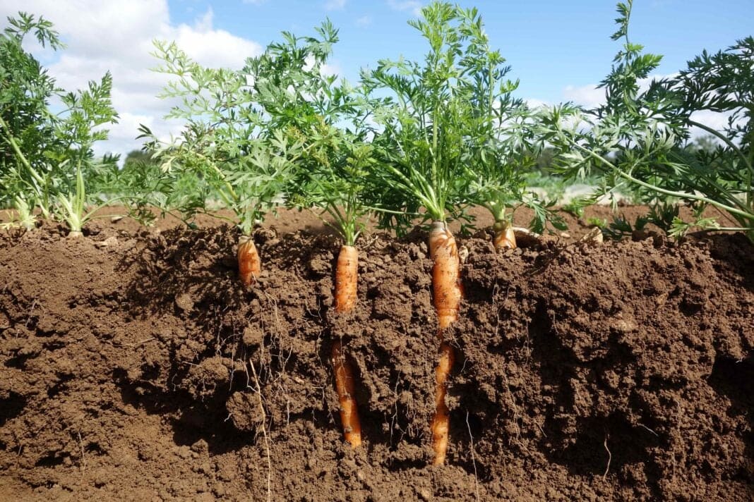 Что делать, чтобы морковь росла ровной: советы и рекомендации