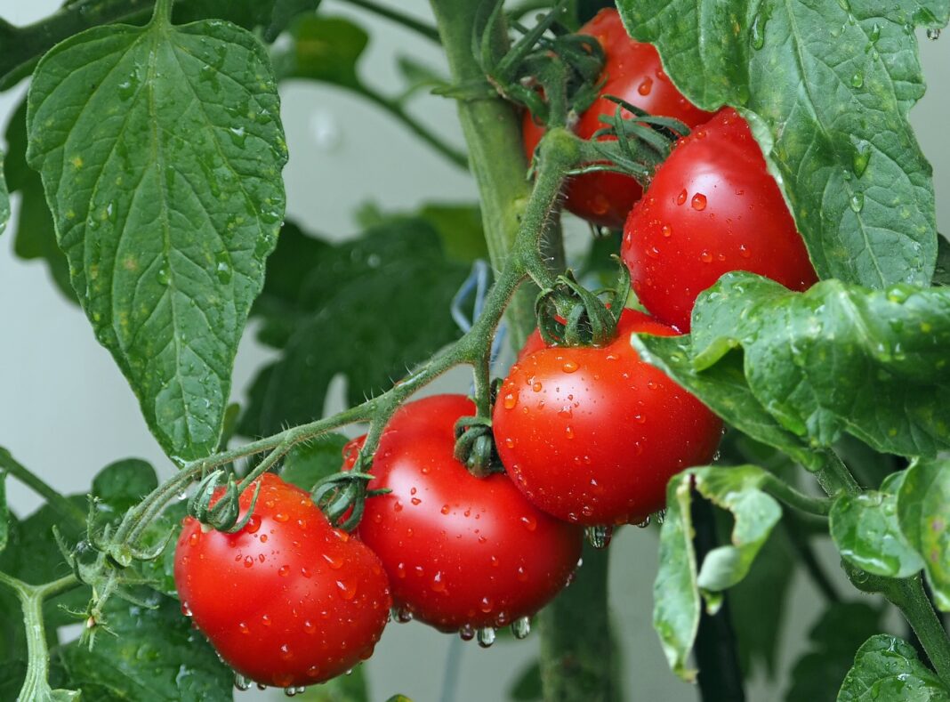 Июль: лучшие подкормки для томатов